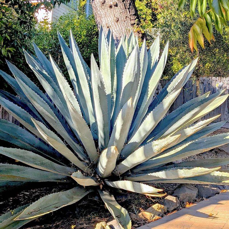 Agave (Agave americana)