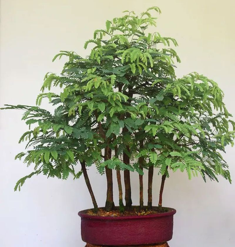 Tamarind Tree (as bonsai or ornamental)