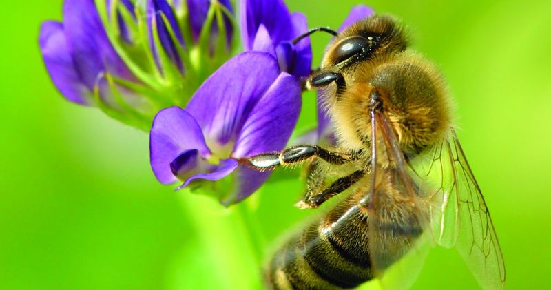 Bees: The Math Nerds of Your Flower Beds