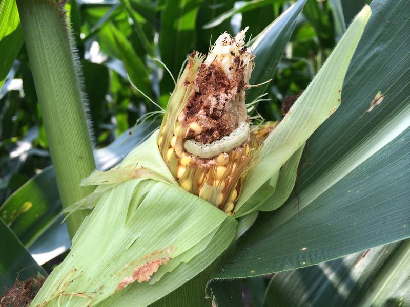 Corn Earworm