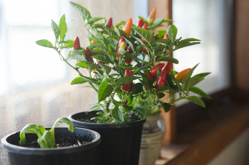 Windowsill Pepper Plant