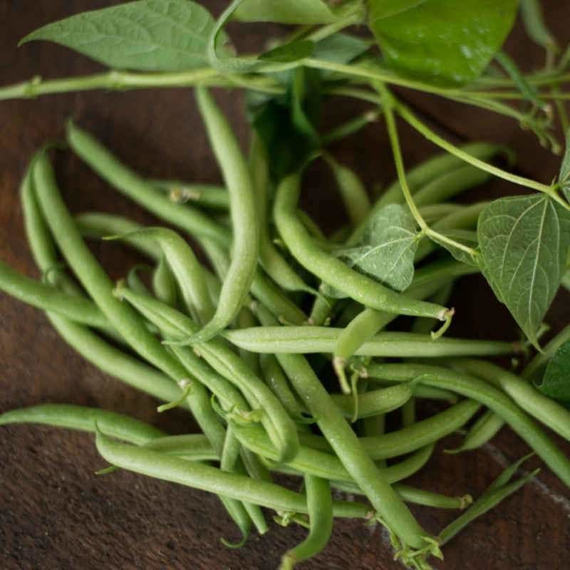 Bush Beans