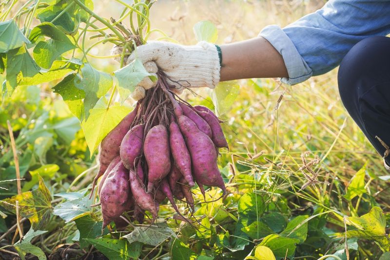 Sweet Potatoes