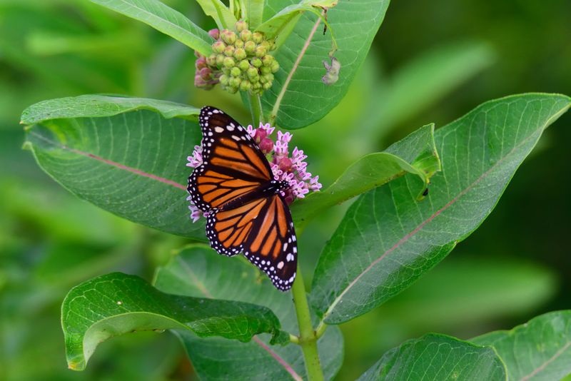 Educational Opportunities