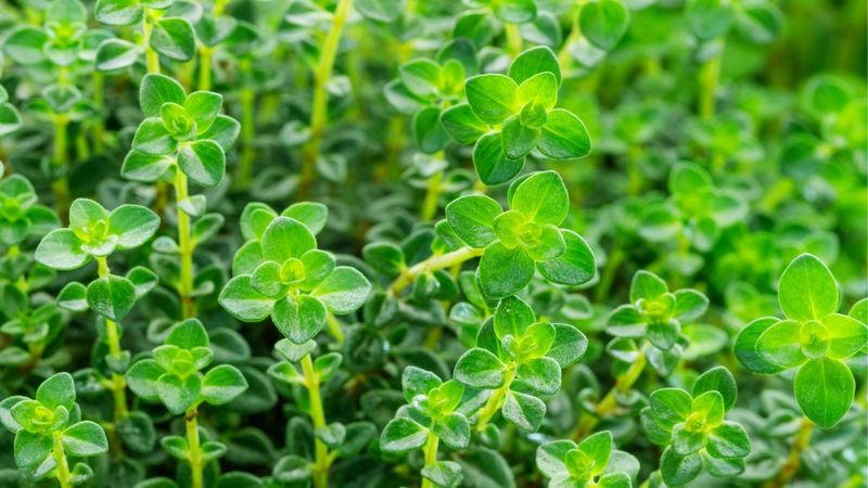 Thyme Varieties