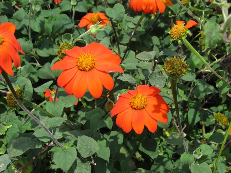 Tithonia