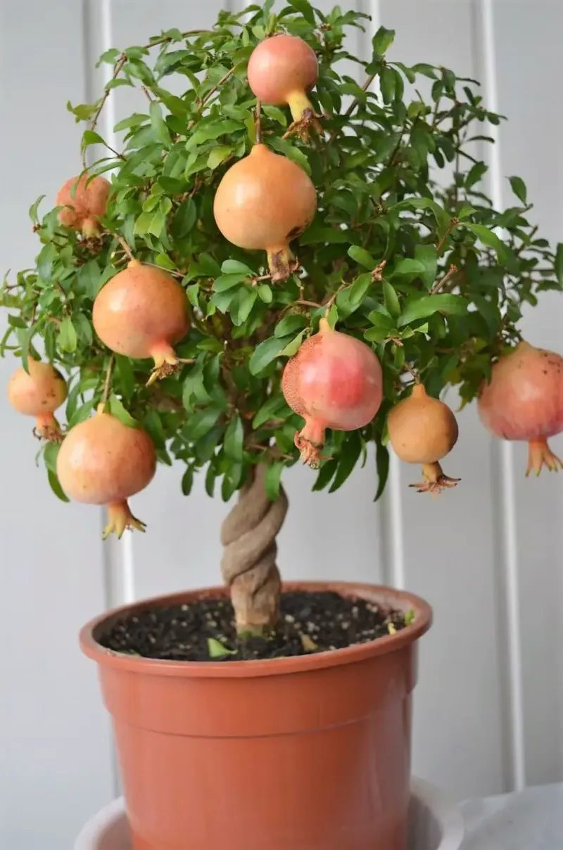 Dwarf Pomegranate