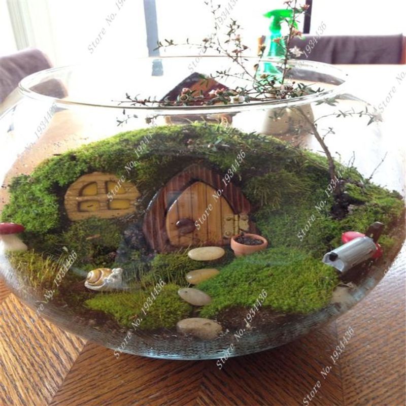 Irish Moss (Sagina subulata)