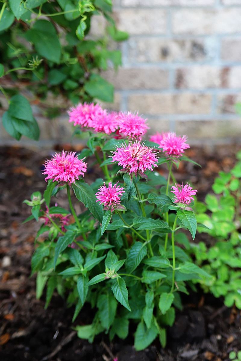 Choose Morning Sun with Afternoon Shade