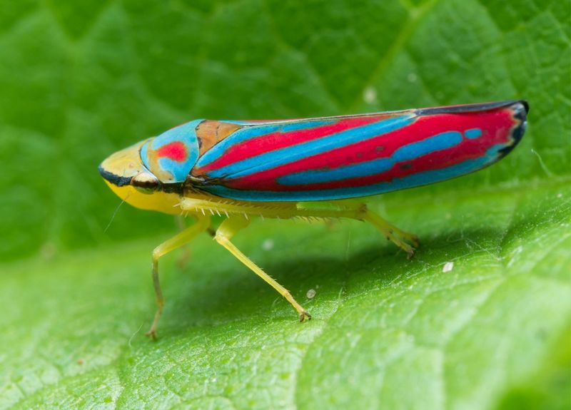 Leafhoppers