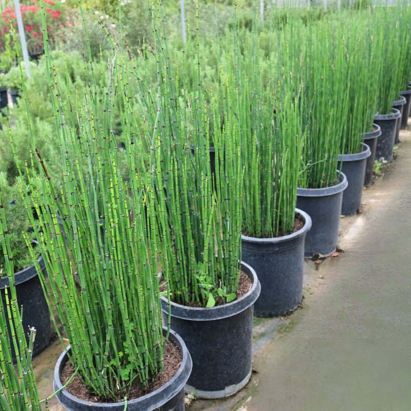 Horsetail (Equisetum)