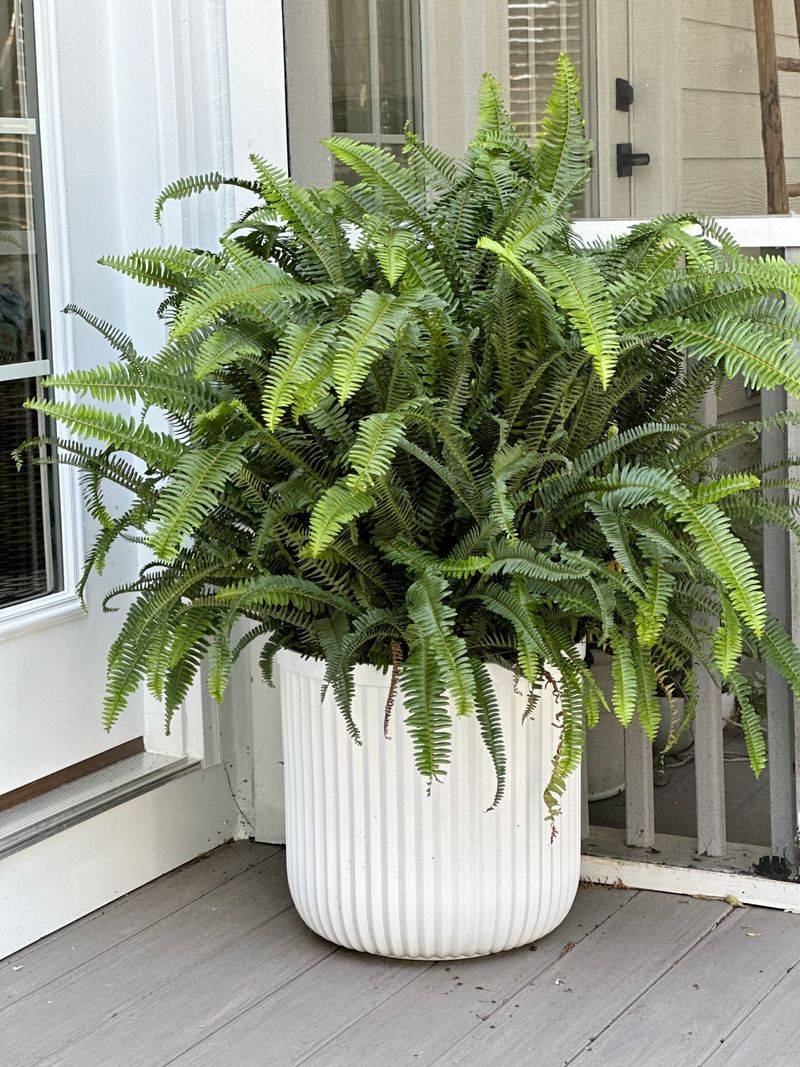 Ferns (Maidenhair, Japanese Painted, etc.)
