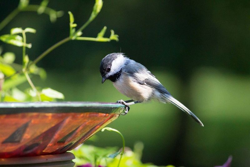The Art of Patience in Bird Feeding
