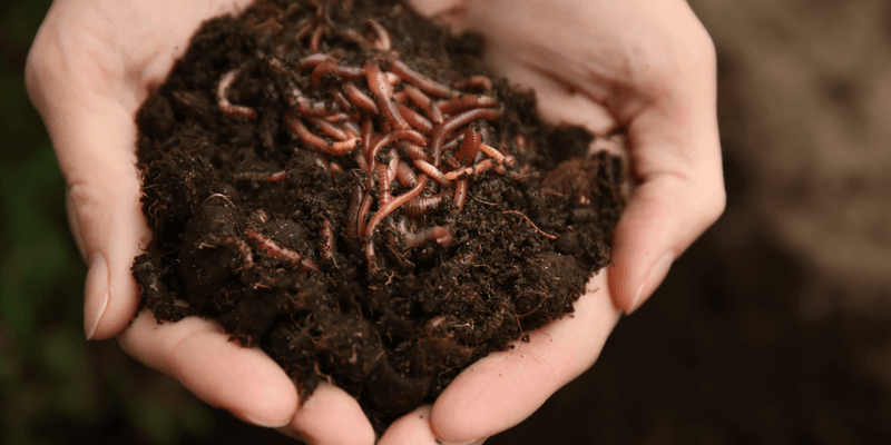 Living Soil Creation