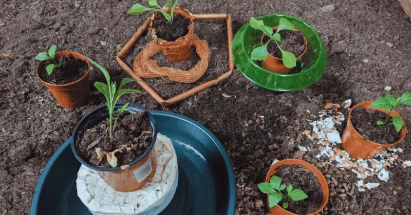 Slug & Snail Barrier