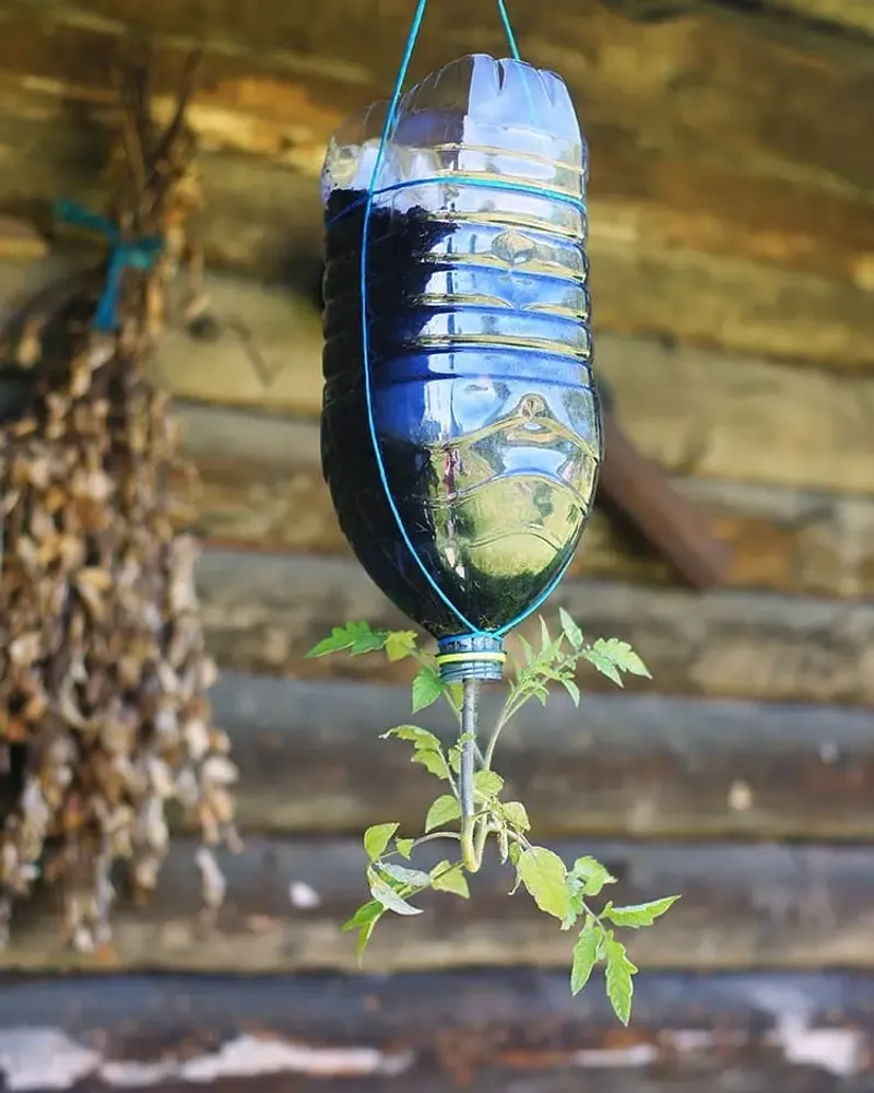 Upside-Down Tomato Planter