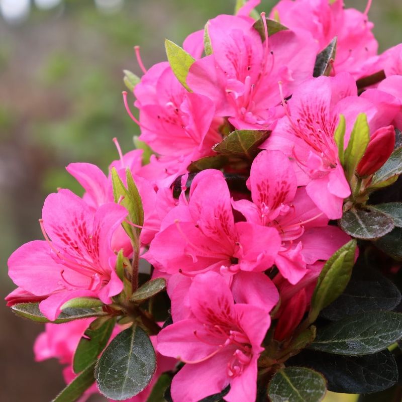 Rhododendrons - Glorious but Gone Fast