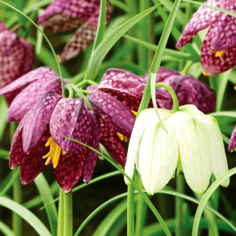 Fritillaria