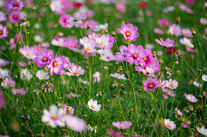 Cosmos (Cosmos bipinnatus)