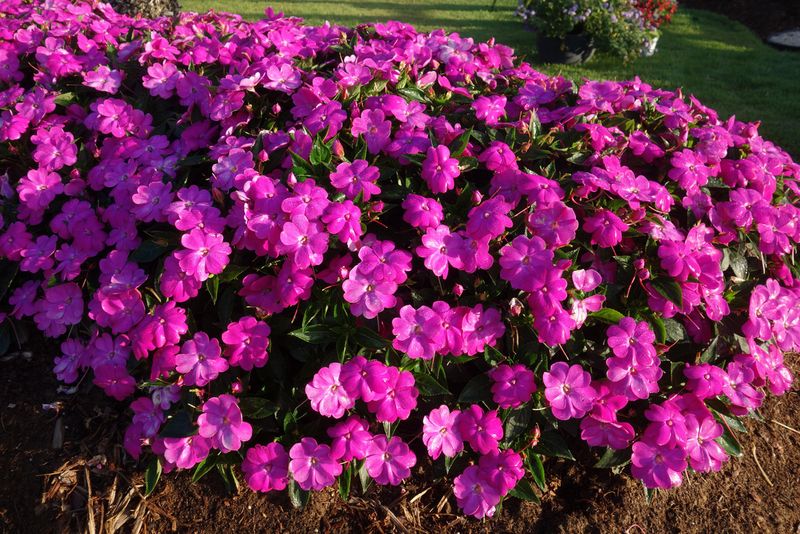 Sunpatiens