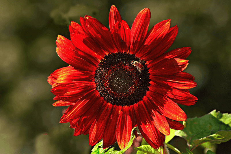 Sunflower 'Moulin Rouge'
