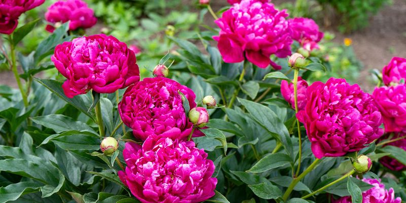 Peonies
