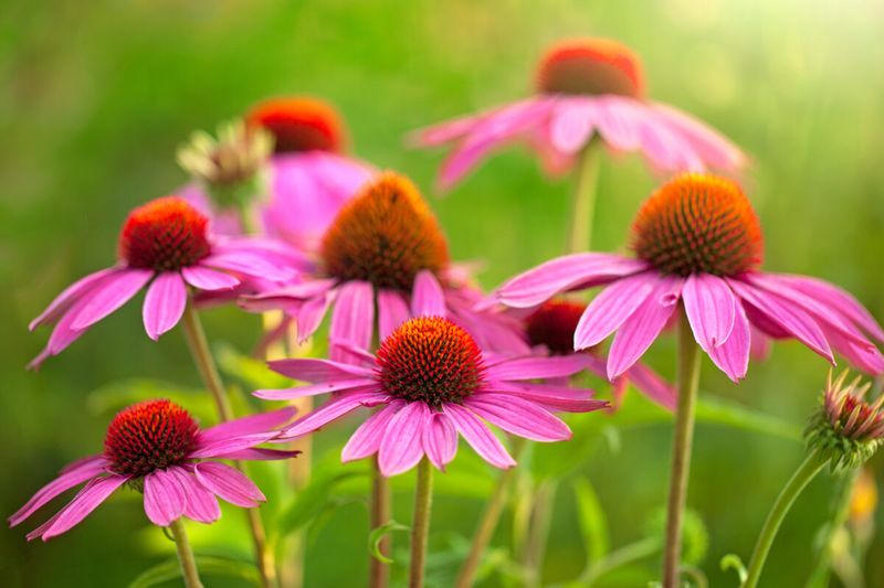 Coneflowers: The Immune Boosters