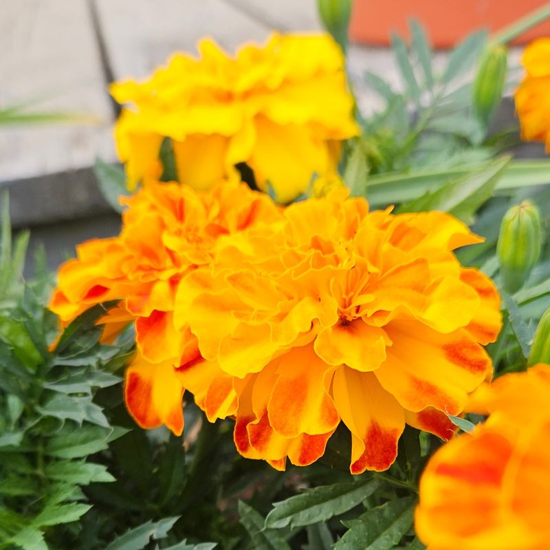 Marigold