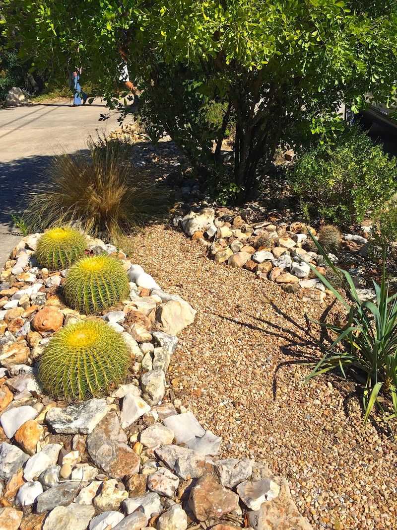 San Antonio's Desert Bloom
