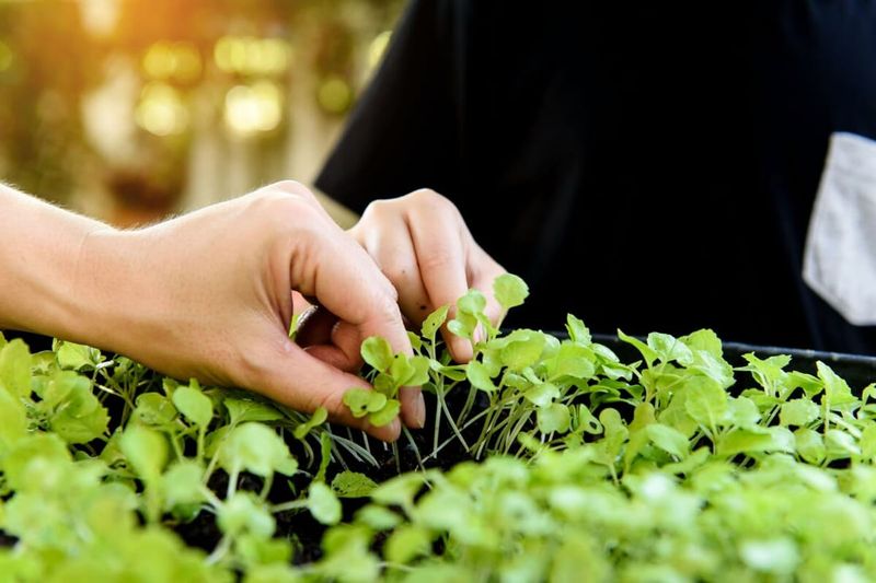 Crowding Seedlings