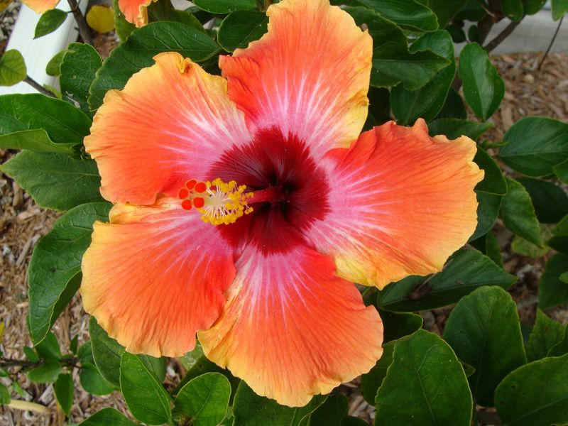 Hibiscus – Dried for tea or fresh in spicy-sweet salsas.