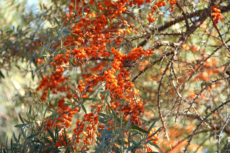 Sea Buckthorn (Hippophae rhamnoides)