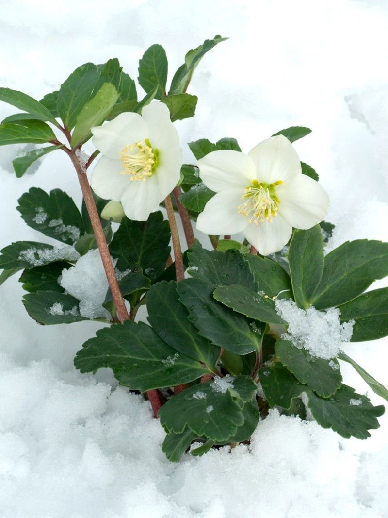 Hellebore