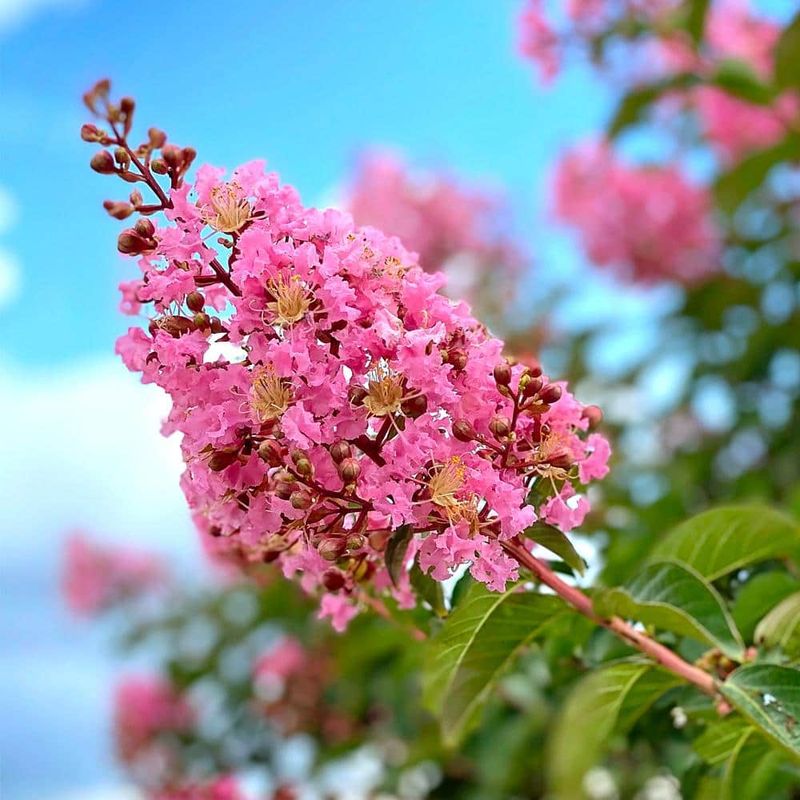 Crape Myrtle (Lagerstroemia indica)