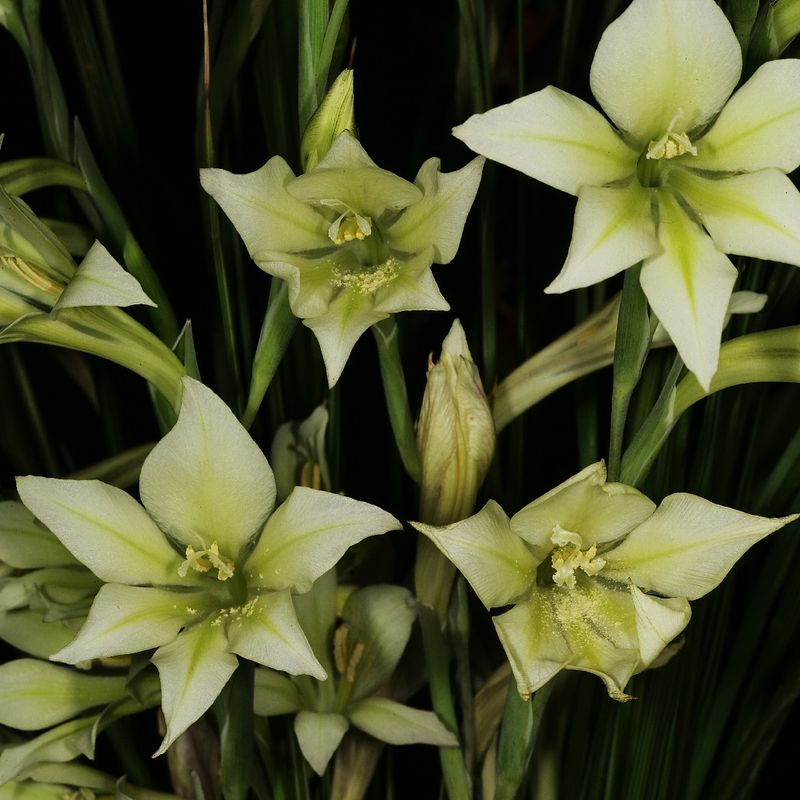 Night Gladiolus (Gladiolus tristis)