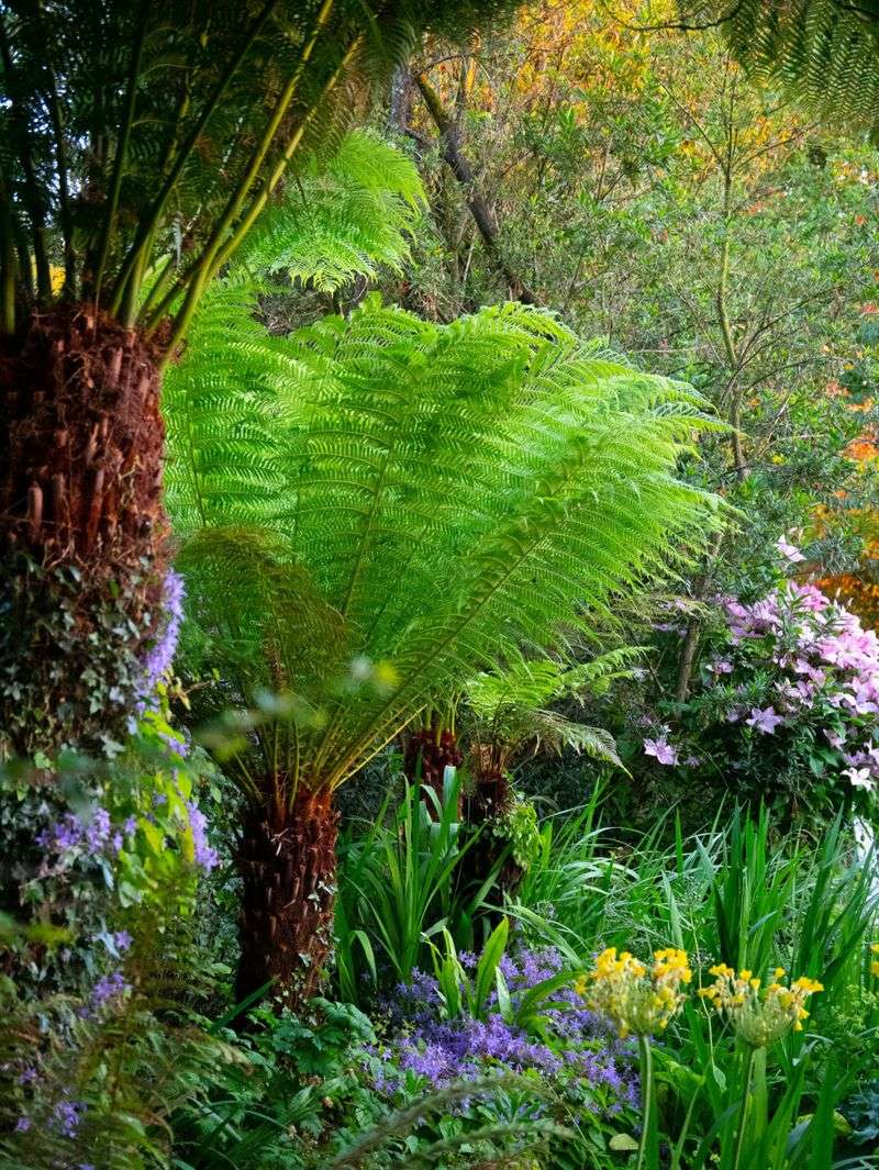 Tree Ferns (Dicksonia, Cyathea)