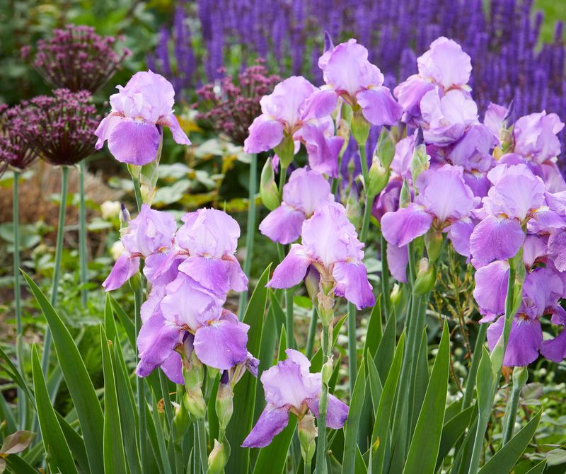 Bearded Iris