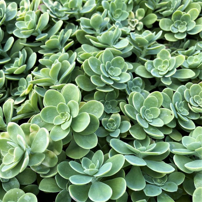 Sedum
