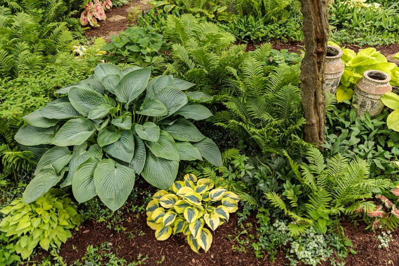 Hosta