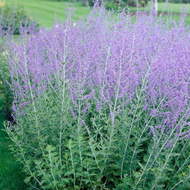Russian Sage