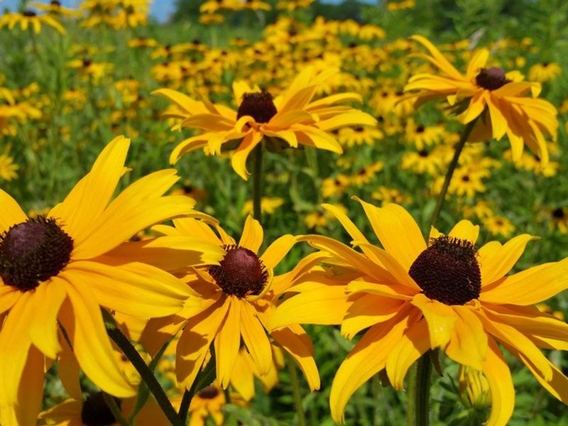 Black-eyed Susan