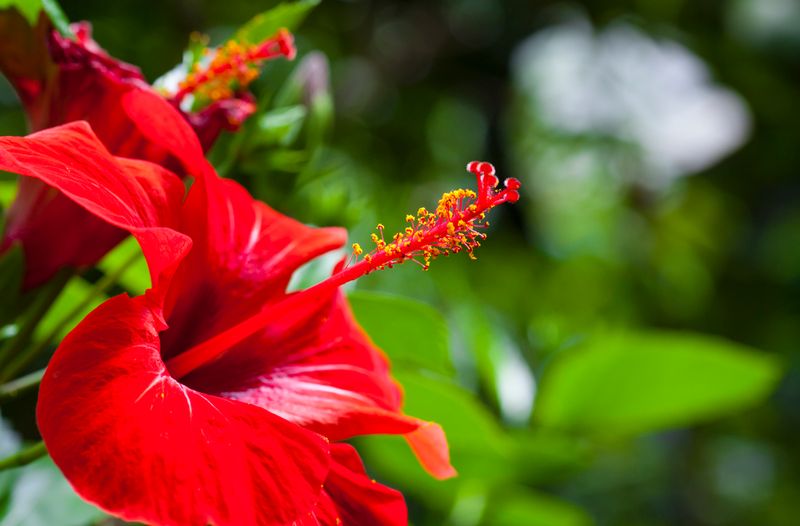 Hibiscus