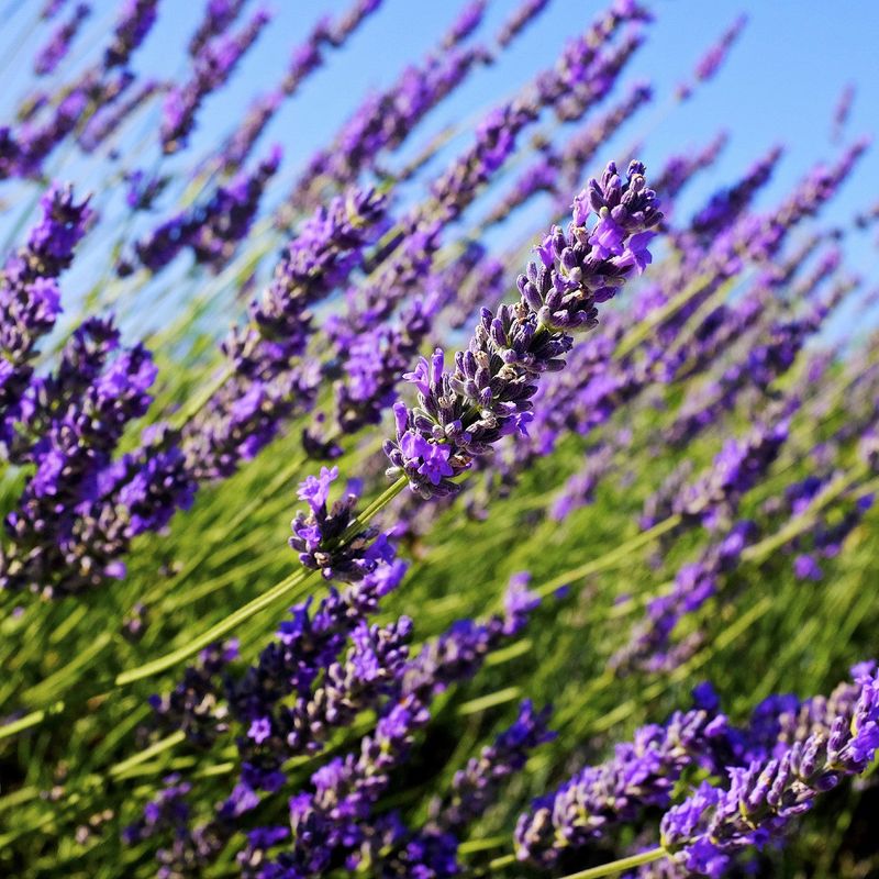 Lavender (Lavandula)