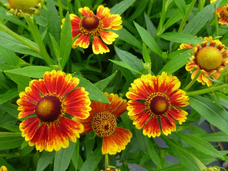 Helenium (Sneezeweed)