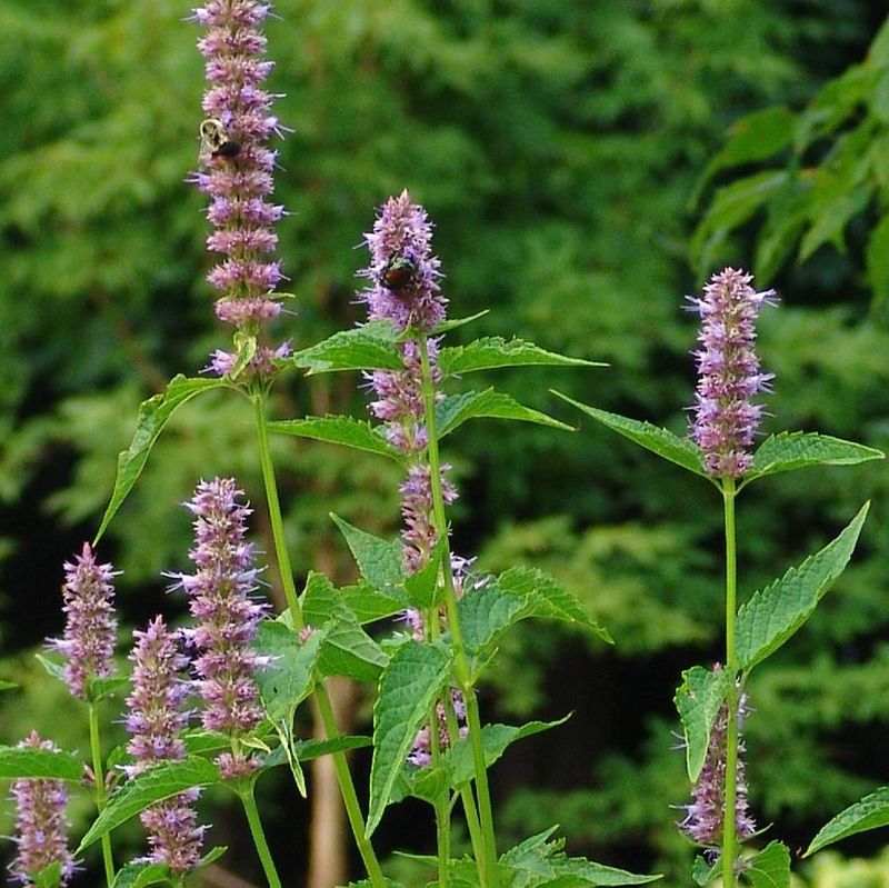 Agastache (Hyssop)