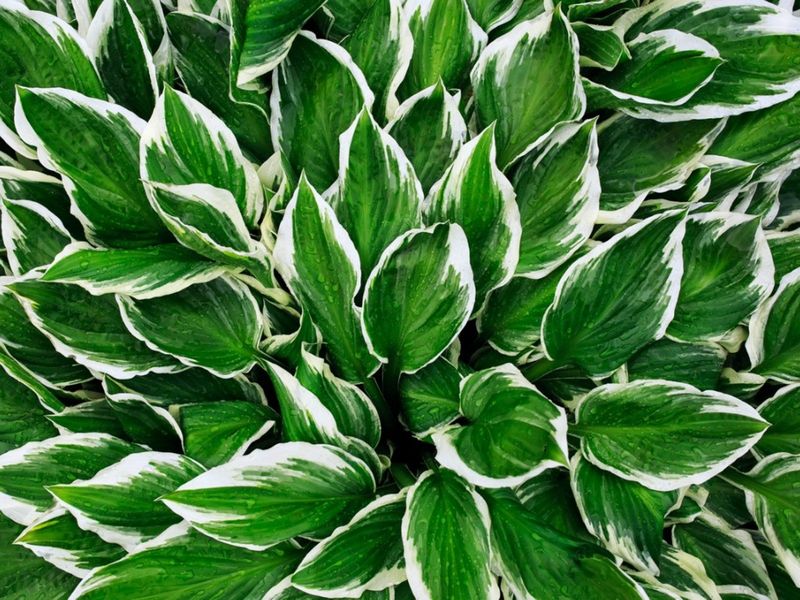 Hosta