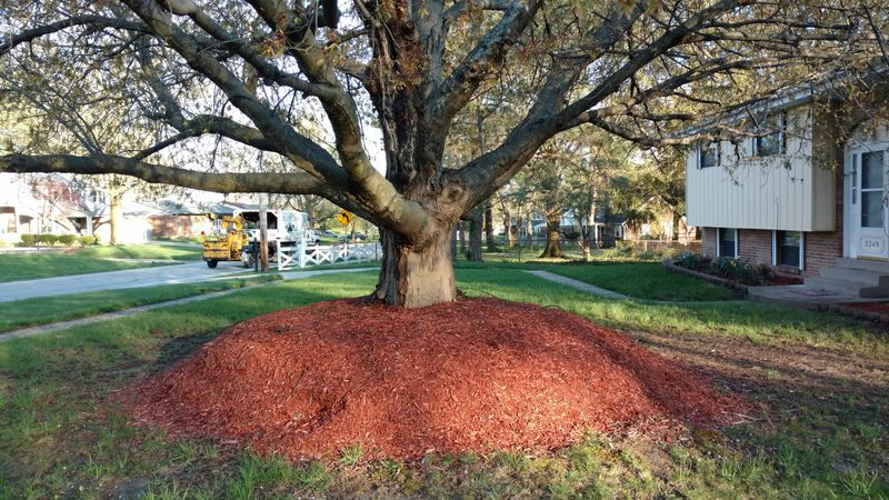 Too Much Mulch (Volcano Mulching)