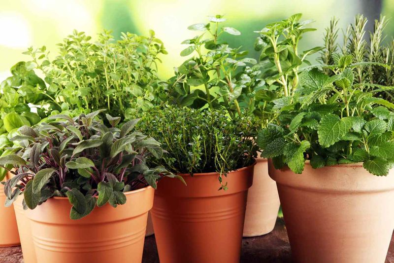 Plant Heat-Loving Herbs in Containers