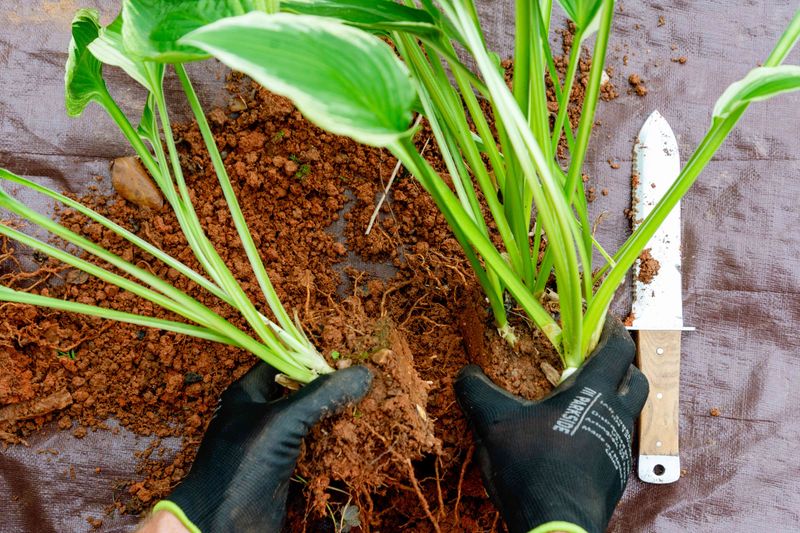Divide Overcrowded Plants