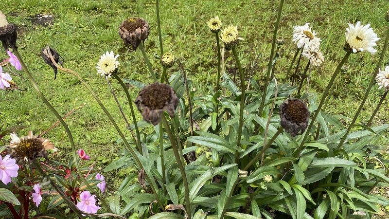 Soil pH Above 7.0 Causes Yellowing Problems